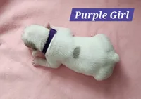 Purple Collar Female, a female French Bulldog for sale in Hartshorne, OK – 1 of 7