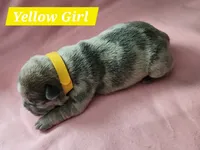 Yellow collar female, a female French Bulldog for sale in Hartshorne, OK – 4 of 8