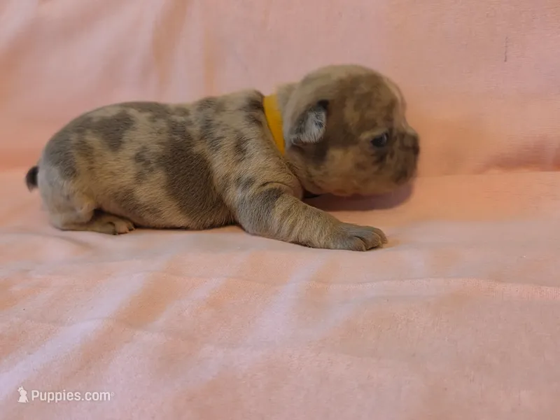 Yellow collar female – French Bulldog puppy for sale in Hartshorne, OK