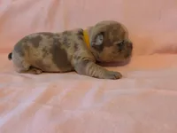 Yellow collar female, a female French Bulldog for sale in Hartshorne, OK – 1 of 8