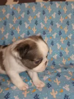 Blue Collar Male Fluffy , a male French Bulldog for sale in Hartshorne, OK – 1 of 9