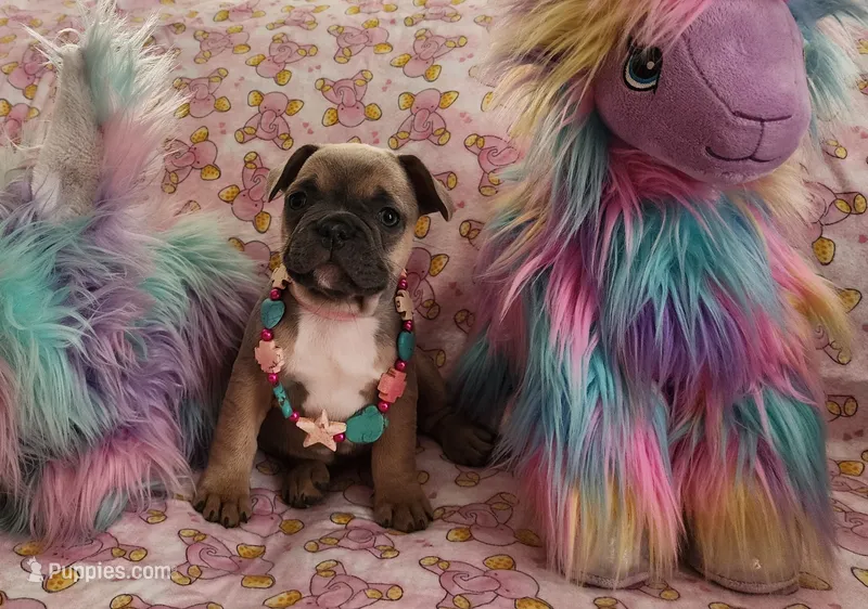 Light Pink Collar Female – French Bulldog puppy for sale in Hartshorne, OK