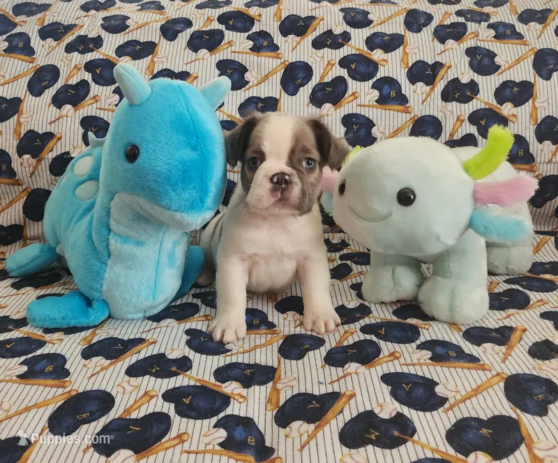 Blue Collar Male Fluffy  – French Bulldog puppy for sale in Hartshorne, OK