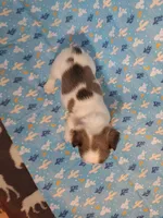 Blue Collar Male Fluffy , a male French Bulldog for sale in Hartshorne, OK – 9 of 9