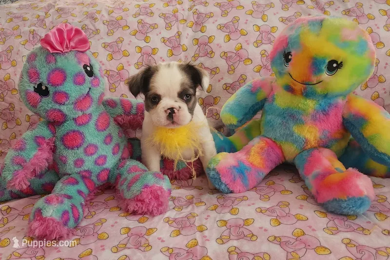 Dark Pink Collar Female fluffy  – French Bulldog puppy for sale in Hartshorne, OK
