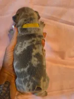Yellow collar female, a female French Bulldog for sale in Hartshorne, OK – 3 of 8
