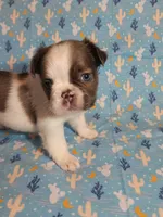 Blue Collar Male Fluffy , a male French Bulldog for sale in Hartshorne, OK – 2 of 9