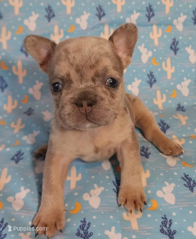 Green Collar Male – French Bulldog puppy for sale in Hartshorne, OK