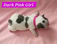 Dark Pink Collar Female , a female French Bulldog for sale in Hartshorne, OK – 3 of 7