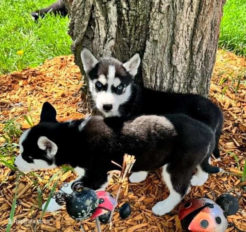 Kova girl 1 – Siberian Husky puppy for sale in Pittsville, WI