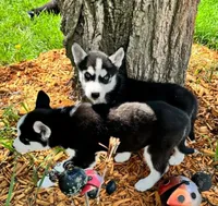 Kova girl 1, a female Siberian Husky for sale in Pittsville, WI – 3 of 10