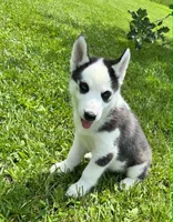Boba boy 5, a male Siberian Husky for sale in Pittsville, WI – 5 of 10