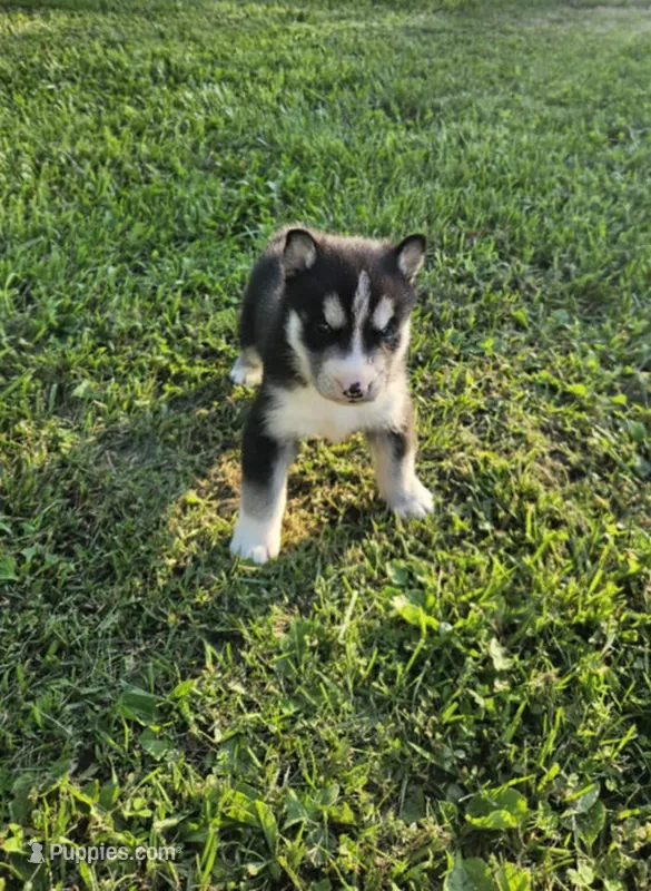 foxy boy 2 – Siberian Husky puppy for sale in Pittsville, WI