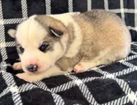 Boba boy 3, a male Siberian Husky for sale in Pittsville, WI – 1 of 3