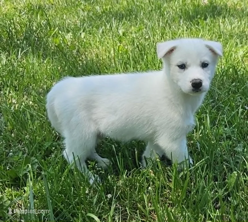 Luna boy 3 – Siberian Husky puppy for sale in Pittsville, WI