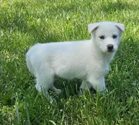 Luna boy 3, a male Siberian Husky for sale in Pittsville, WI – 1 of 2