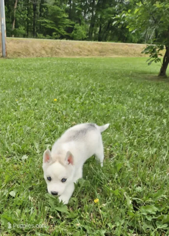 Boba girl 1 – Siberian Husky puppy for sale in Pittsville, WI