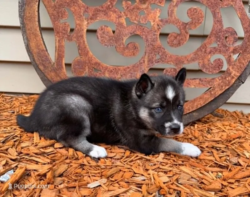 Nightmare girl 1 – Siberian Husky puppy for sale in Pittsville, WI