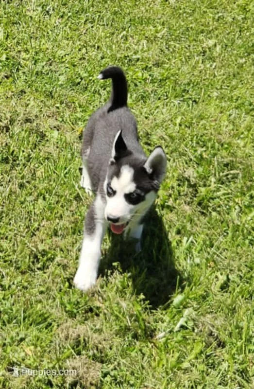 Kova girl 3 – Siberian Husky puppy for sale in Pittsville, WI