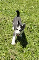 Kova girl 3, a female Siberian Husky for sale in Pittsville, WI – 2 of 8