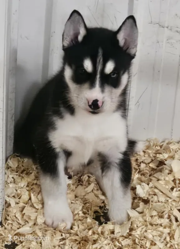 foxy boy 2 – Siberian Husky puppy for sale in Pittsville, WI