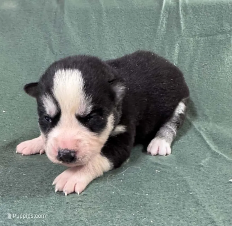 Kova girl 2 – Siberian Husky puppy for sale in Pittsville, WI