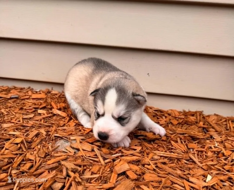 Annabelle boy 2 – Siberian Husky puppy for sale in Pittsville, WI