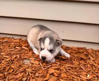 Annabelle boy 2, a male Siberian Husky for sale in Pittsville, WI – 1 of 1
