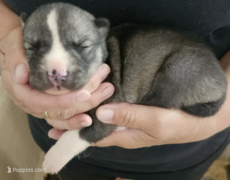 foxy girl 1 – Siberian Husky puppy for sale in Pittsville, WI