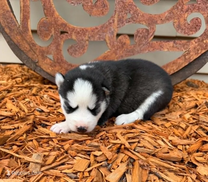 Annabelle girl 1 – Siberian Husky puppy for sale in Pittsville, WI