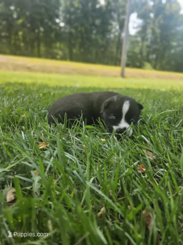 Nightmare boy 4 – Siberian Husky puppy for sale in Pittsville, WI