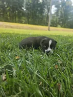 Nightmare boy 4, a male Siberian Husky for sale in Pittsville, WI – 3 of 4