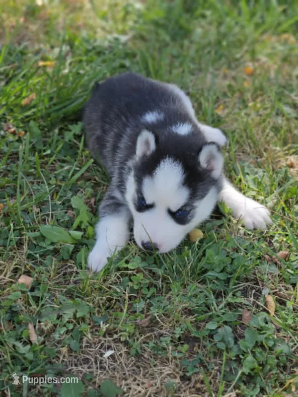 Annabelle girl 1 – Siberian Husky puppy for sale in Pittsville, WI