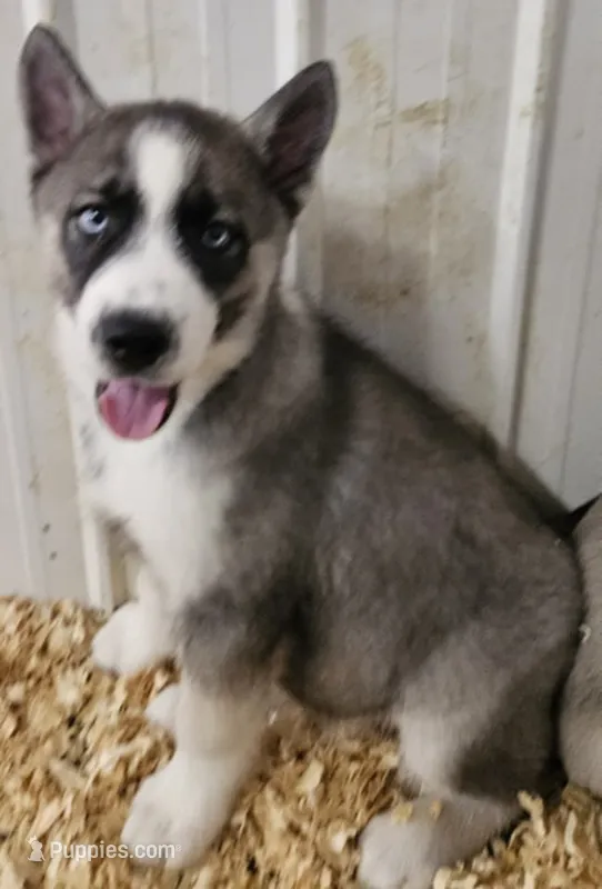 Nightmare boy 3 – Siberian Husky puppy for sale in Pittsville, WI