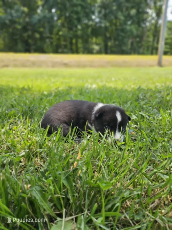Nightmare boy 2 – Siberian Husky puppy for sale in Pittsville, WI