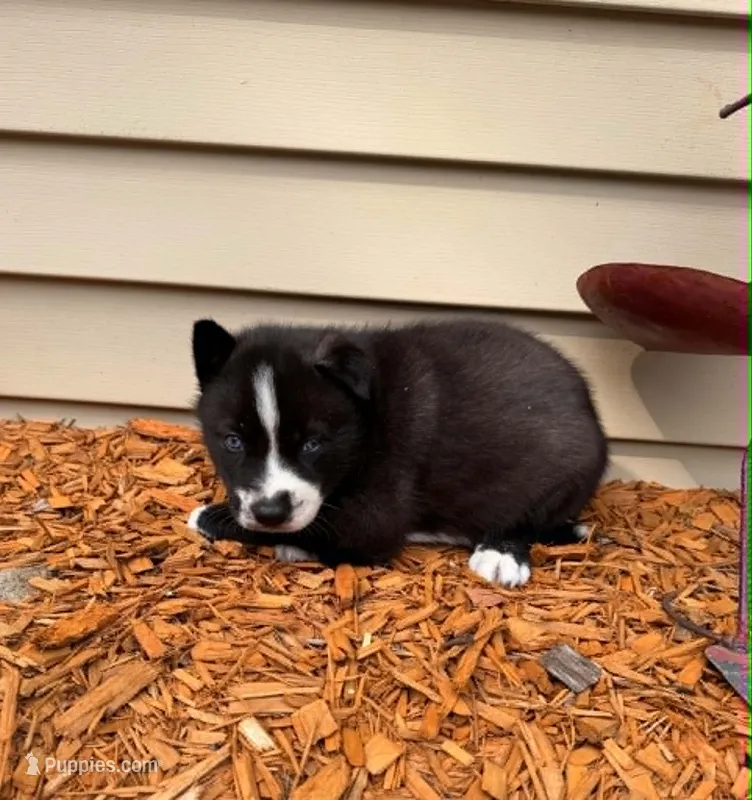 Nightmare boy 4 – Siberian Husky puppy for sale in Pittsville, WI