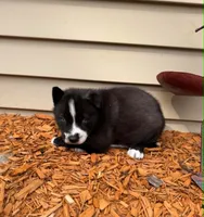 Nightmare boy 4, a male Siberian Husky for sale in Pittsville, WI – 2 of 4