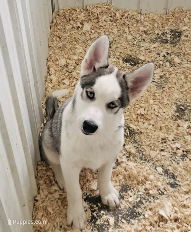 Boba boy 3 – Siberian Husky puppy for sale in Pittsville, WI