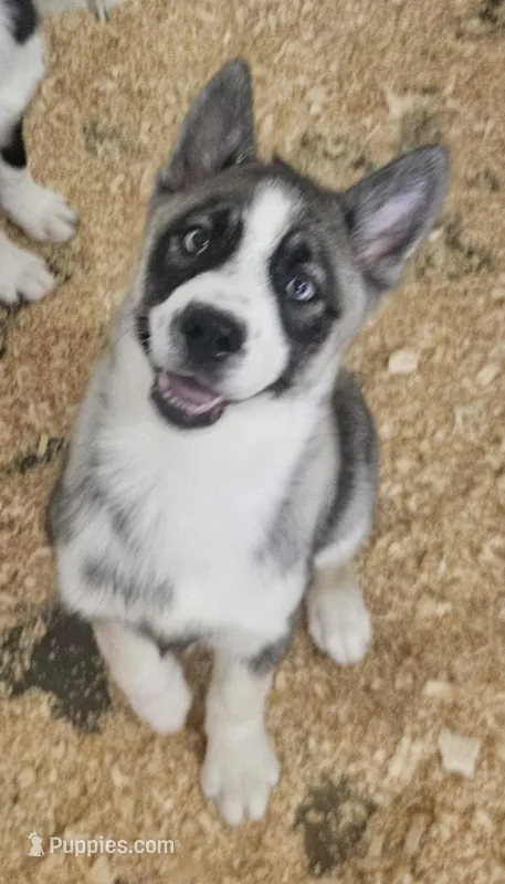 Nightmare boy 3 – Siberian Husky puppy for sale in Pittsville, WI