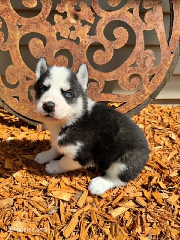 Kova boy 5 – Siberian Husky puppy for sale in Pittsville, WI