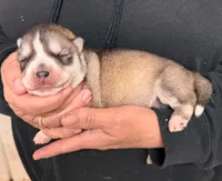 Luna boy 2, a male Siberian Husky for sale in Pittsville, WI – 1 of 1
