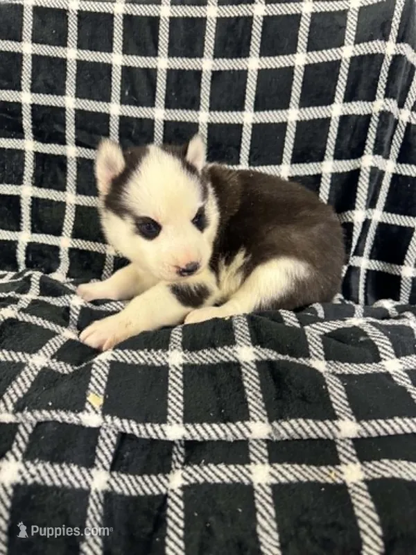 Boba boy 5 – Siberian Husky puppy for sale in Pittsville, WI