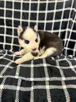 Boba boy 5, a male Siberian Husky for sale in Pittsville, WI – 4 of 7
