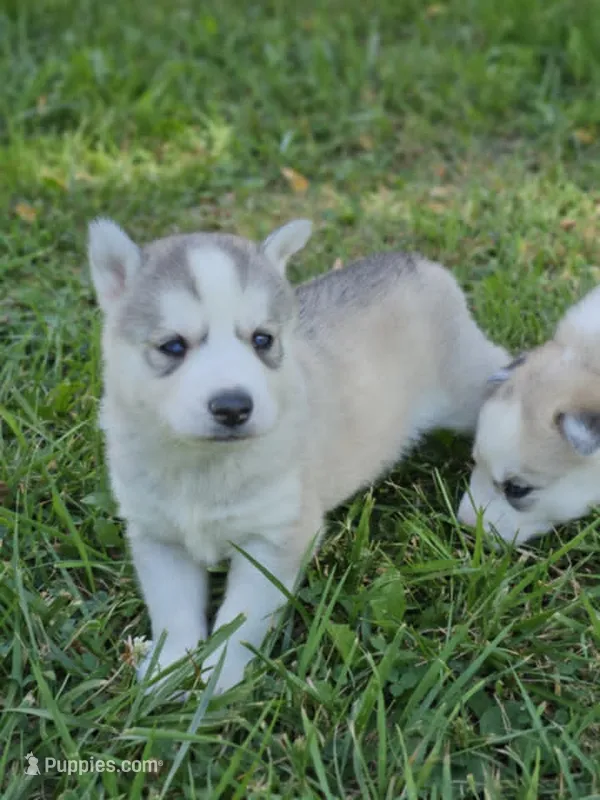 Annabelle boy 2 – Siberian Husky puppy for sale in Pittsville, WI