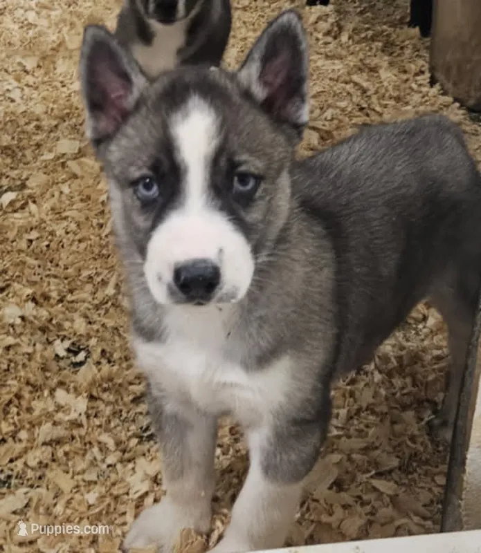 Nightmare boy 1 – Siberian Husky puppy for sale in Pittsville, WI