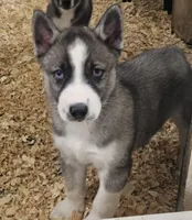 Nightmare boy 1, a male Siberian Husky for sale in Pittsville, WI – 1 of 4
