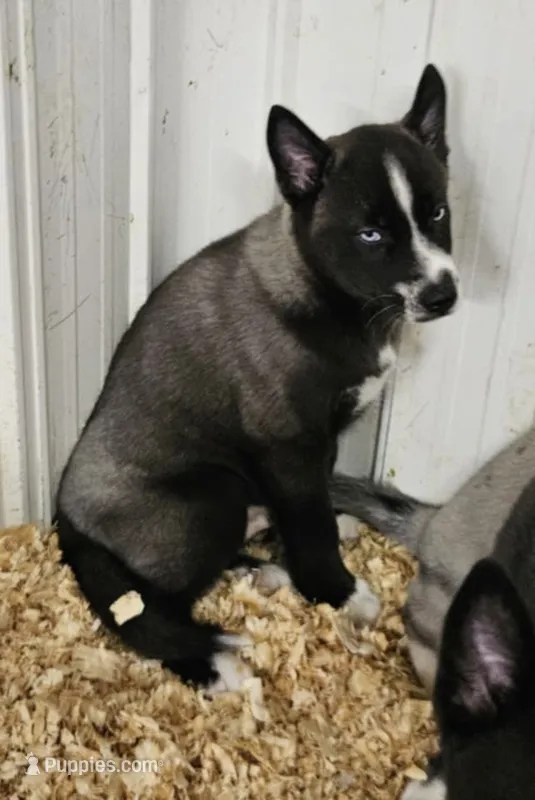 Nightmare boy 2 – Siberian Husky puppy for sale in Pittsville, WI