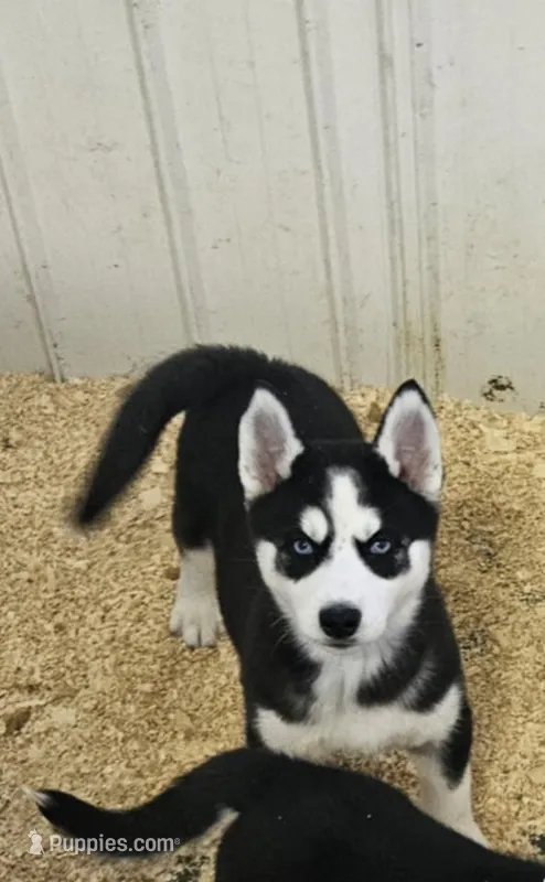 Kova girl 2 – Siberian Husky puppy for sale in Pittsville, WI