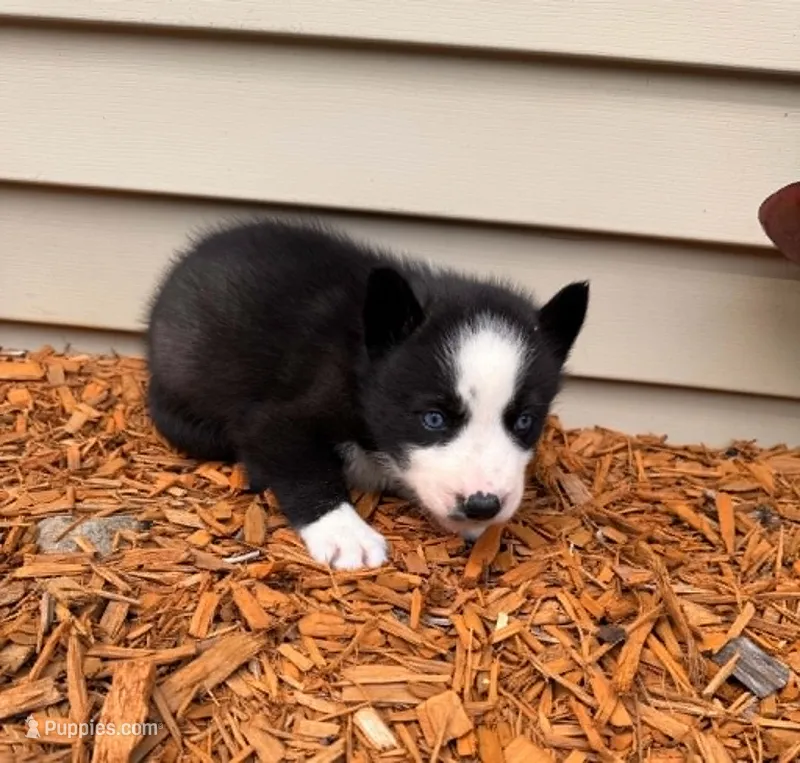 nightmare boy 5 – Siberian Husky puppy for sale in Pittsville, WI