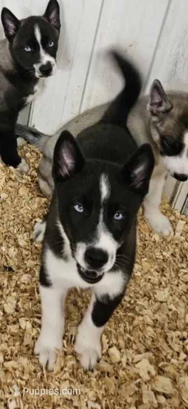 Nightmare boy 4 – Siberian Husky puppy for sale in Pittsville, WI